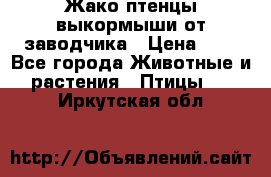 Жако птенцы выкормыши от заводчика › Цена ­ 1 - Все города Животные и растения » Птицы   . Иркутская обл.